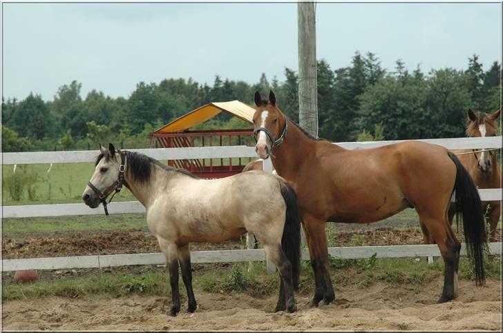Anden særlig race Kikki - Kikki og Cheval <3  billede 11