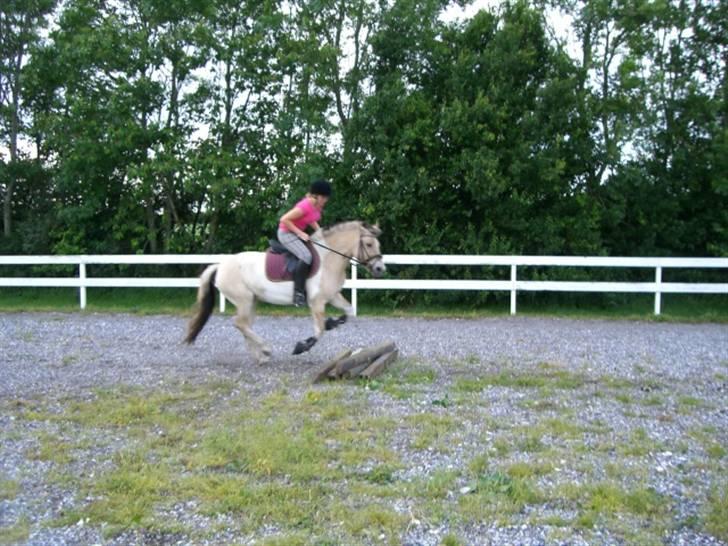 Anden særlig race Troja *solgt* billede 8