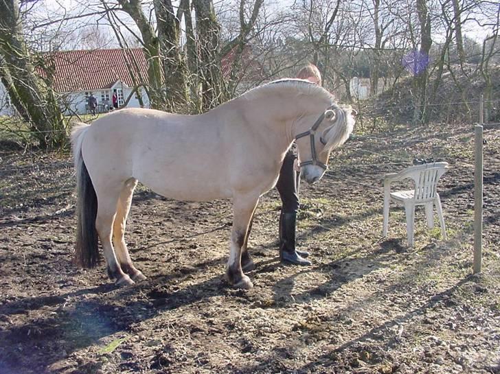Fjordhest sabine billede 16