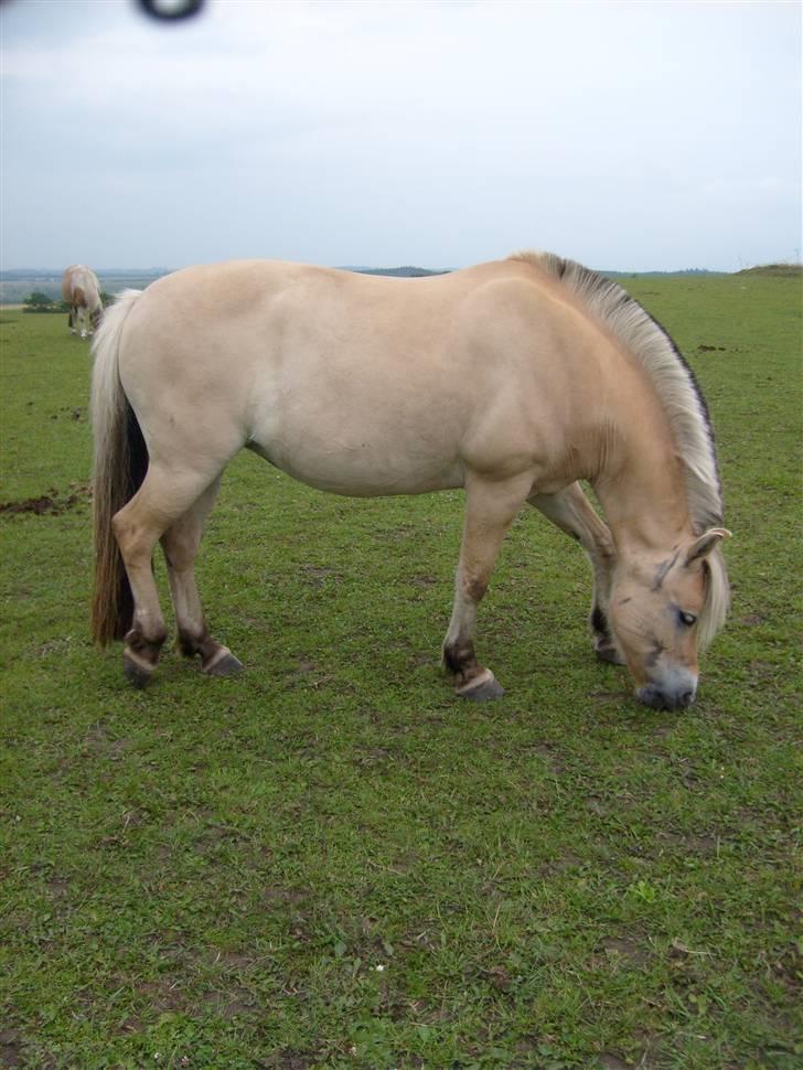 Fjordhest sabine - fine bine (aka tyk ^^) billede 17