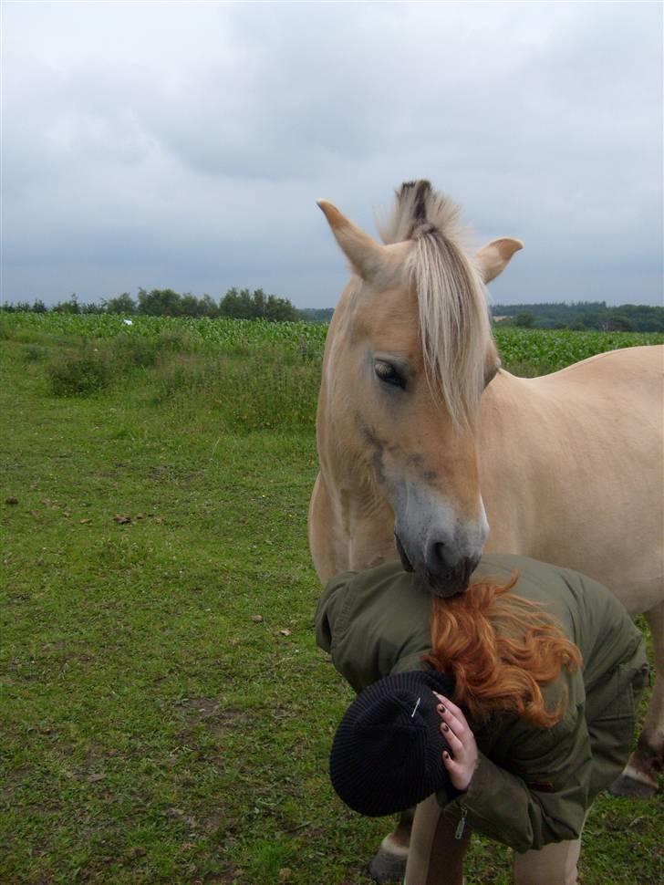 Fjordhest sabine - spise ? billede 18