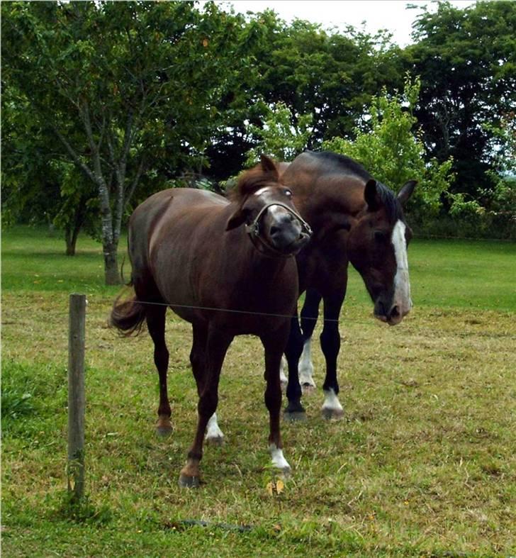 New Forest Emma - Noget der irritere Emma billede 2