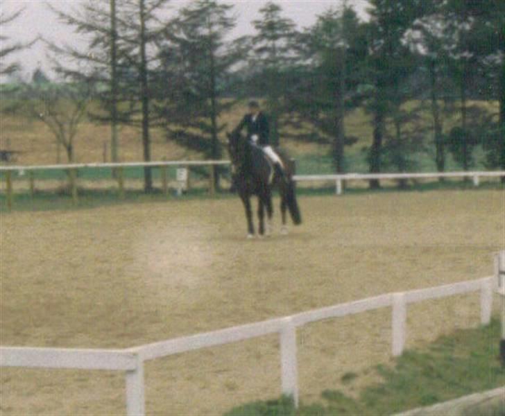 Oldenborg Calypso R.I.P (ingen udf) - parade.  billede 15