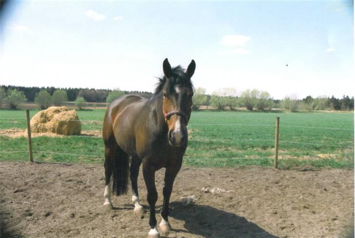 Oldenborg Calypso R.I.P (ingen udf) - smukke <3 savner dig :´( billede 16