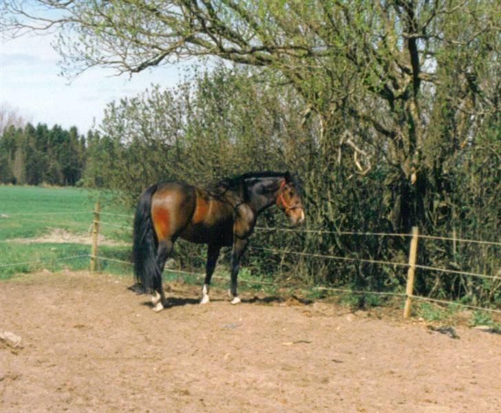 Oldenborg Calypso R.I.P (ingen udf) billede 18