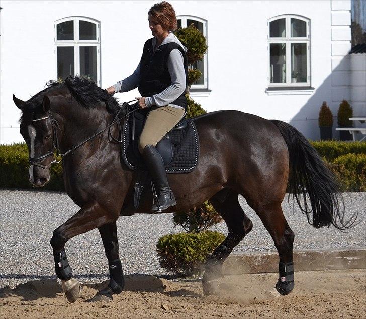 Dansk Varmblod Flying Magic **RIP** billede 2