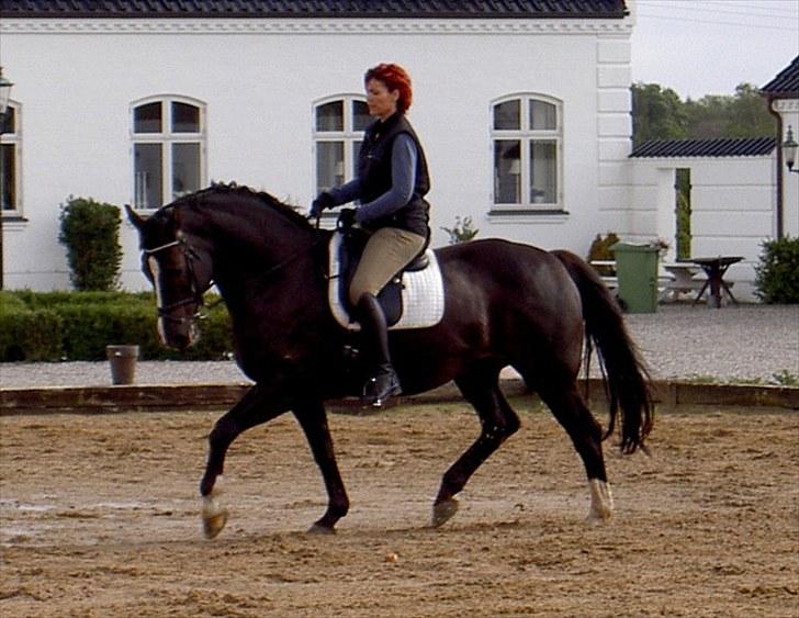 Dansk Varmblod Flying Magic **RIP** billede 3