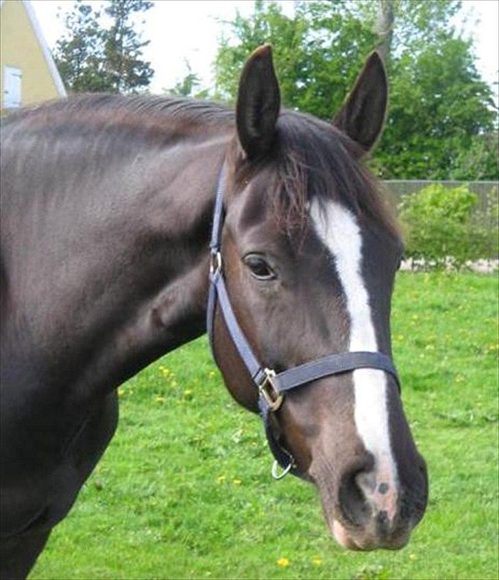 Dansk Varmblod Flying Magic **RIP** billede 6