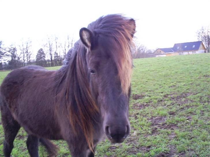 Islænder Píla fra Langtved - PUNKER - PÌLA :P billede 10