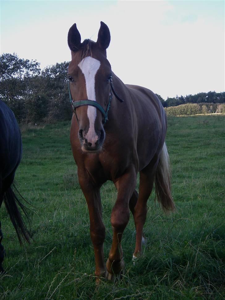 Knabstrupper Havens Alchemilla - død. - August 2007. billede 17