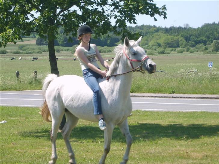 Arabisk fuldblod (OX) Djill Ann - Lidt ridning i haven (galopere) billede 15