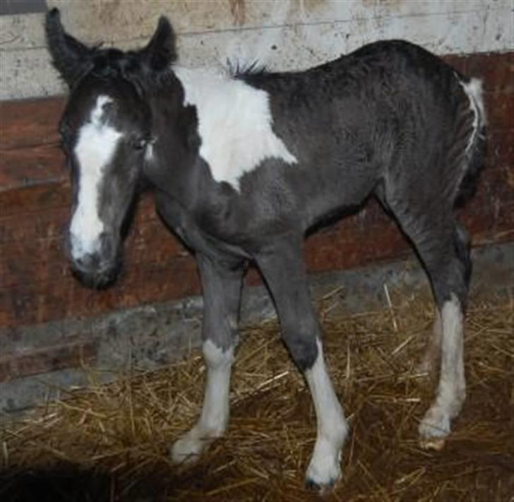 Irish Cob Axelved's Knightmare billede 1