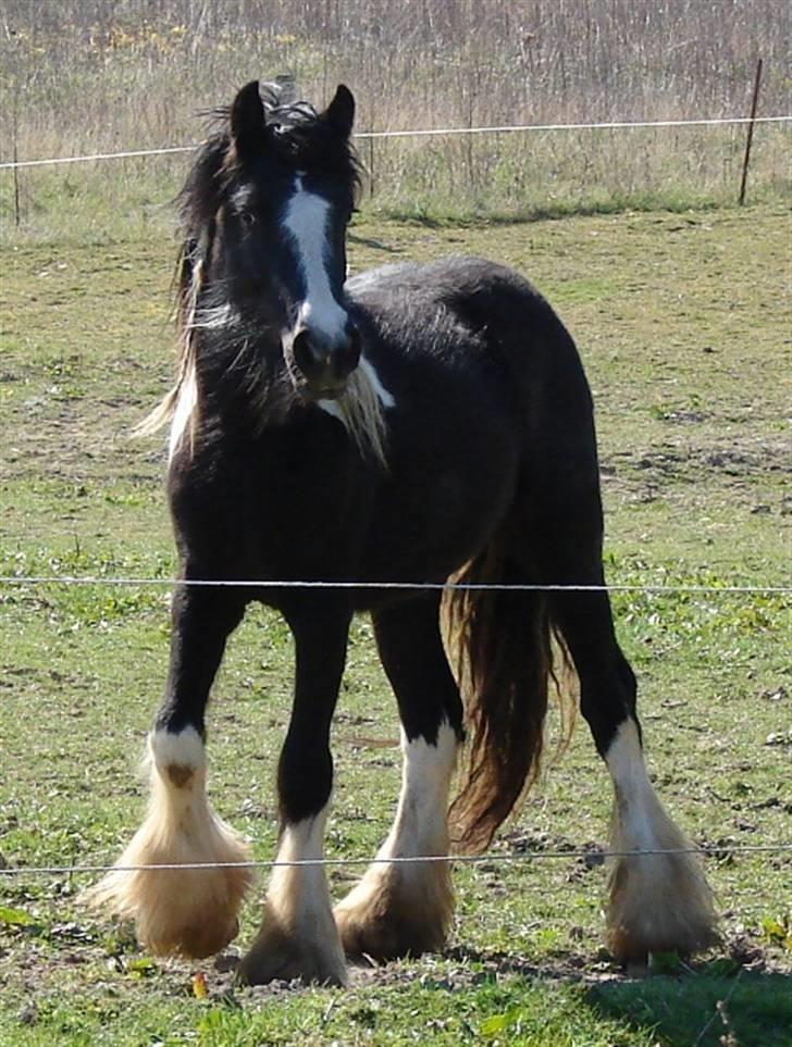 Irish Cob Axelved's Knightmare - 1½ år gammel billede 2