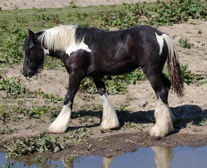 Irish Cob Axelved's Knightmare billede 3