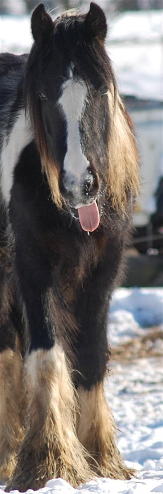 Irish Cob Axelved's Knightmare - Viser hovskæget frem billede 6