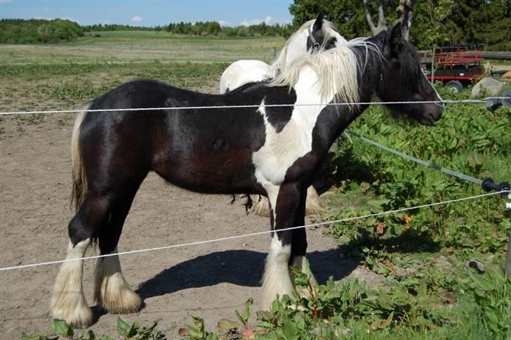 Irish Cob Axelved's Knightmare billede 7