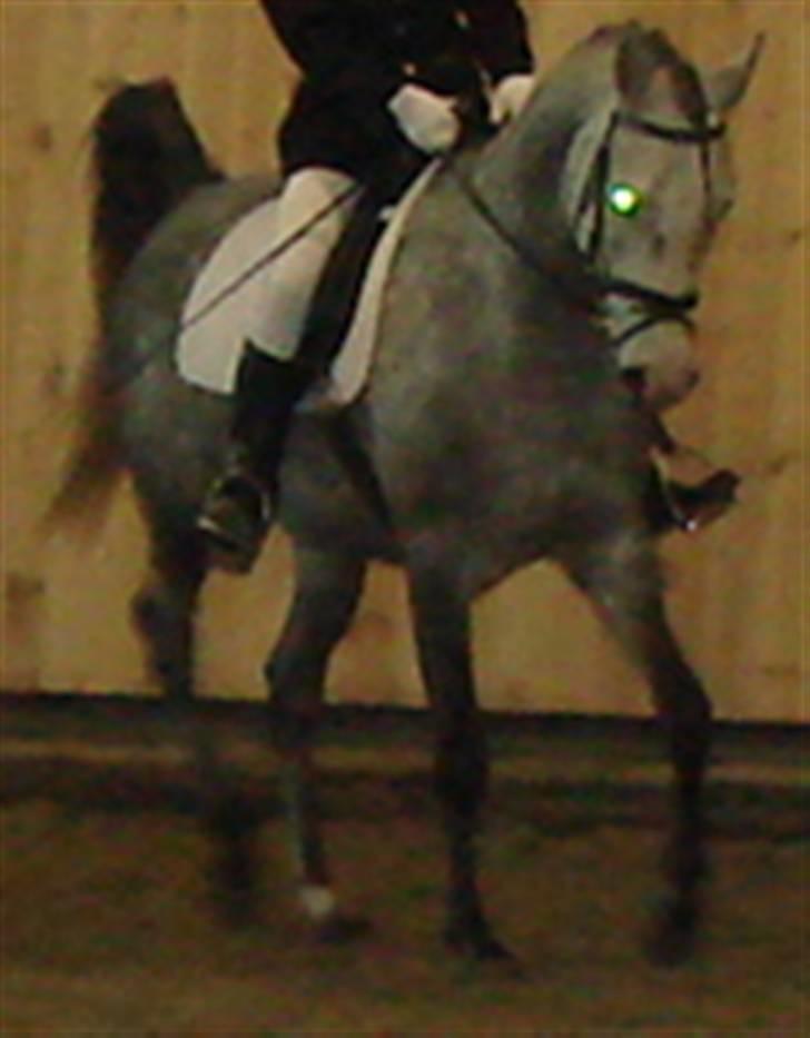 Arabisk fuldblod (OX) Mujallin (Solgt) - Smukke billede 17