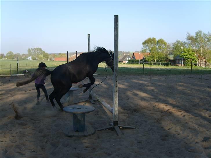 Arabisk fuldblod (OX) Shaheen (SOLGT)<33 - springer en slags løsspringning. billede 16