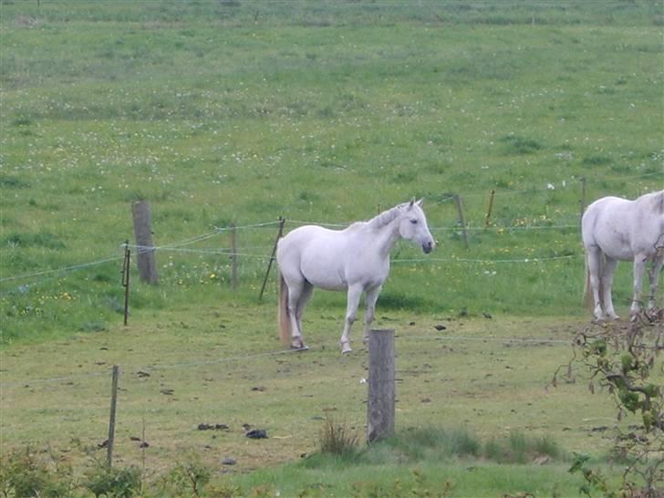 Arabisk fuldblod (OX) Djill Ann - Står nede på engen. billede 16