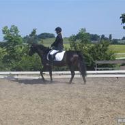 Tysk Sportspony Beauty *EFTERLYSES*