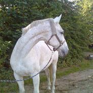 Dansk Varmblod A-less [solgt]