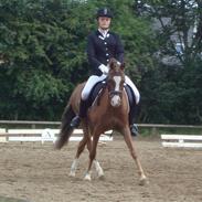 Welsh Pony (sec B) Låddenhøjs Swingboy SOLGT