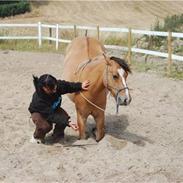 Anden særlig race Rosie :'(