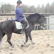 New Forest Stordams Cæsar