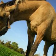 Anden særlig race Malou