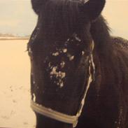 New Forest Roløkke Svea Svart