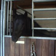 New Forest Roløkke Svea Svart