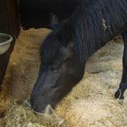 New Forest Roløkke Svea Svart