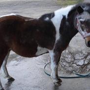 Anden særlig race l Lotte  †  R*I*P  † 