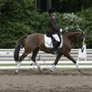 DSP Højvangs Bolette