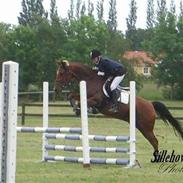 Anden særlig race Domino - *Død*