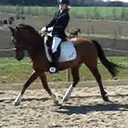 Anden særlig race Domino - *Død*