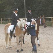 Haflinger Anker Kyhnæb