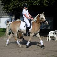 Haflinger Anker Kyhnæb