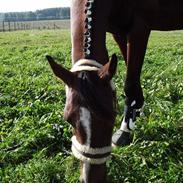 Anden særlig race Akija