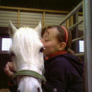 Welsh Pony af Cob-type (sec C) Djengis Khan(gammel part)
