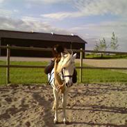 Welsh Pony af Cob-type (sec C) Djengis Khan(gammel part)