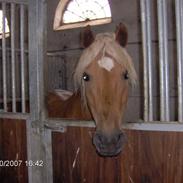 Haflinger Ulva       *RIP*