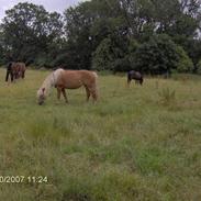 Haflinger Ulva       *RIP*