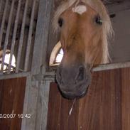 Haflinger Ulva       *RIP*