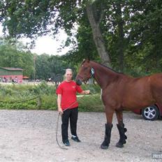 Trakehner Florentine SOLGT