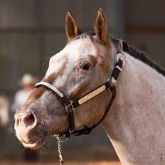 Appaloosa Skipas Primadonna