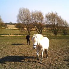 Anden særlig race Silver