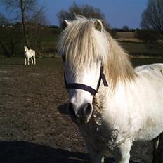 Anden særlig race Silver