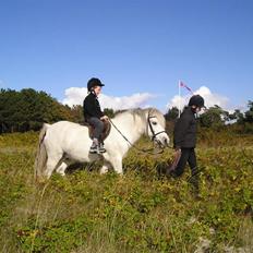 Anden særlig race Silver