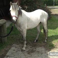 Welsh Mountain (sec A) Silver Sprite "naboens"<3